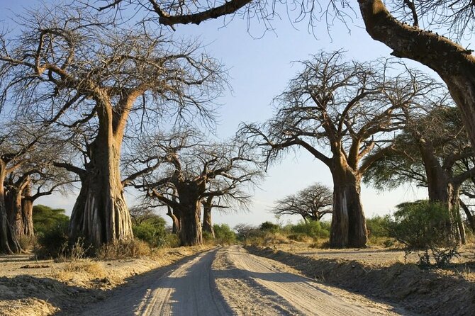4-Day fascinating Camping Safari in Tanzania - Day 3: From Seronera to the Ngorongoro rim