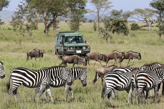 4-Day fascinating Camping Safari in Tanzania - Day 4: A crater floor filled with wildlife