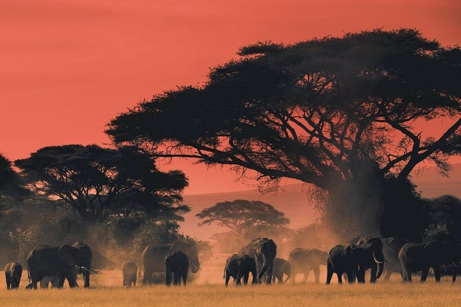 4-Day fascinating Camping Safari in Tanzania - Day 1: Elephants and baobabs in Tarangire