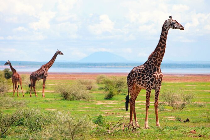4 Day Great Migration Safari Serengeti & Ngorongoro Crater - Comfort, roads, and daily rhythm