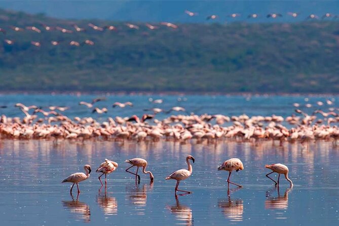 4 Day Great Migration Safari Serengeti & Ngorongoro Crater - Is the $2,680 price good value?