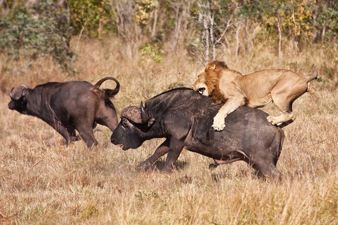 4-Day Group Safari to Tarangire, Serengeti & Ngorongoro Crater - Day 3: Six hours on the Serengeti plains