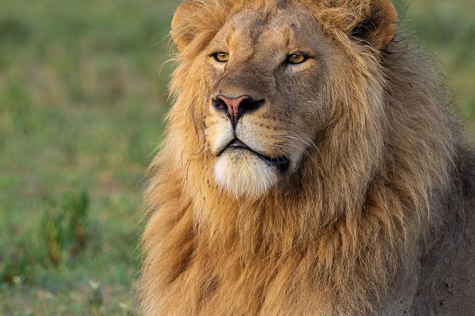 4-Day Group Tour to Tarangire, Serengeti, Ngorongoro - Lodge - Three parks, one tight four-day route