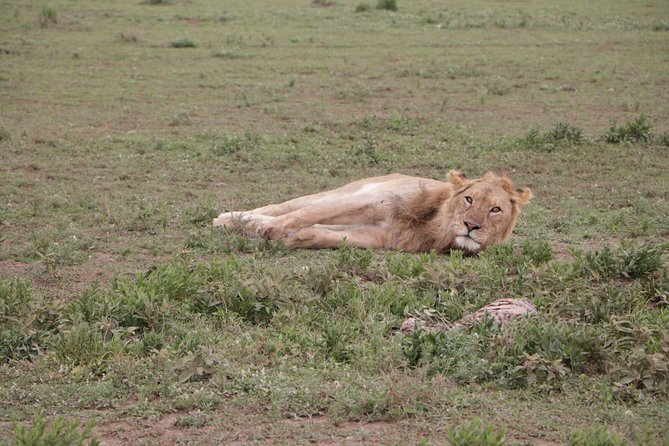 4-Day Group Tour to Tarangire, Serengeti, Ngorongoro - Lodge - Day 1: Tarangire’s elephants and dry riverbeds