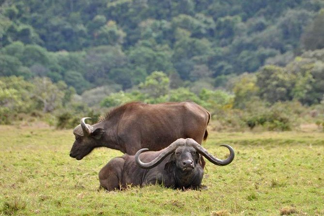 4-Day Group Tour to Tarangire, Serengeti, Ngorongoro - Lodge - Day 4: Six hours on the Ngorongoro Crater floor