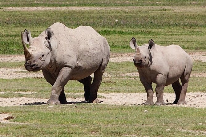 4 Day Joined Group Safari Ngorongoro, Manyara,Tarangire and Arusha National Park - Day 2: Lake Manyara’s forest, lake, and birdlife