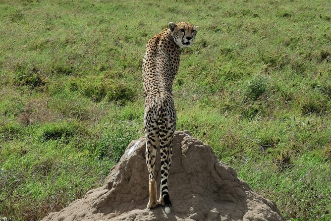 4-Day Lodge Private Tour to Tarangire, Serengeti and Ngorongoro - What the four days really cover