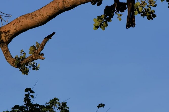 4-Day Lodge Private Tour to Tarangire, Serengeti and Ngorongoro - Day 3: Sunrise in the Serengeti, then toward Ngorongoro