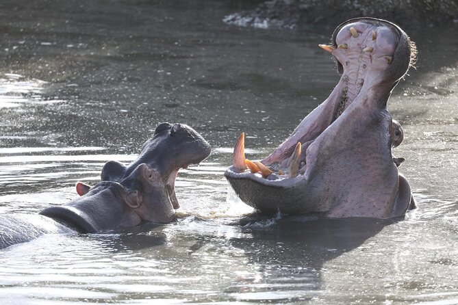 4-Day Lodge Private Tour to Tarangire, Serengeti and Ngorongoro - Is $900 good value?