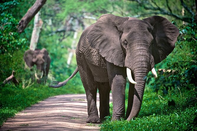4-Day Manyara Serengeti and Ngorongoro Wonders Budget Safari Tour - Food, campsites, and what the price really covers