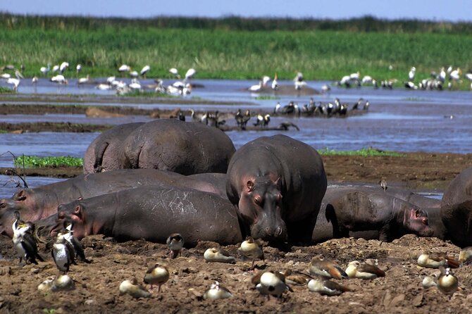4-Day Manyara Serengeti and Ngorongoro Wonders Budget Safari Tour - Communication and practical organization