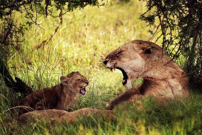 4-Day Manyara Serengeti and Ngorongoro Wonders Budget Safari Tour - Day 1: Lake Manyara’s birds, forest, and tree-climbing lions