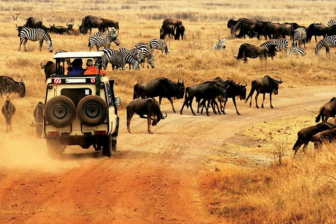 4 Day Mid-range Private Roundtrip Flying from Zanzibar - Day 2: Driving north through Serengeti country