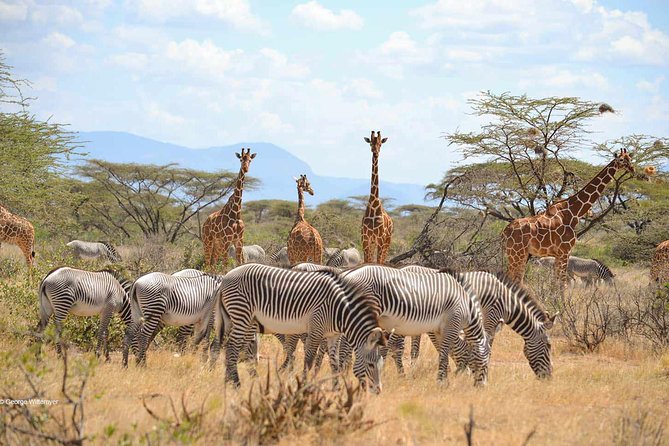 4 Day Mid-range Serengeti Safari - Day 1: Tarangire’s elephants and baobabs