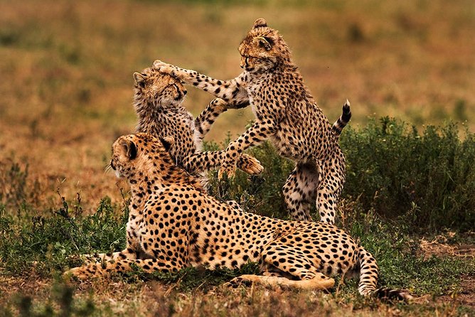 4 Day Mid-range Serengeti Safari - Day 2: Crossing the highlands into Seronera