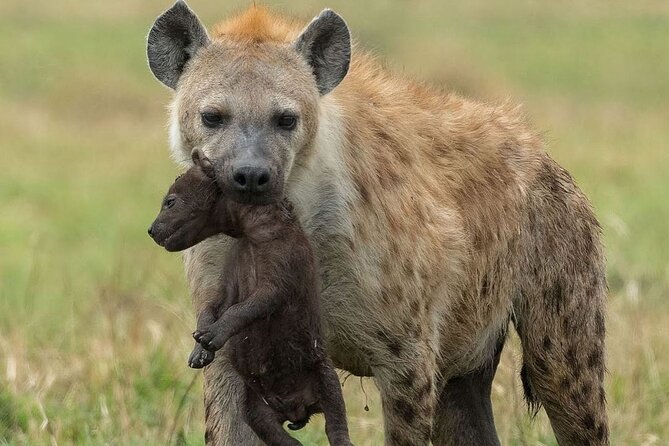 4-Day Northern Tanzania Camping Tour Safari - Arusha is a useful, low-stress starting point