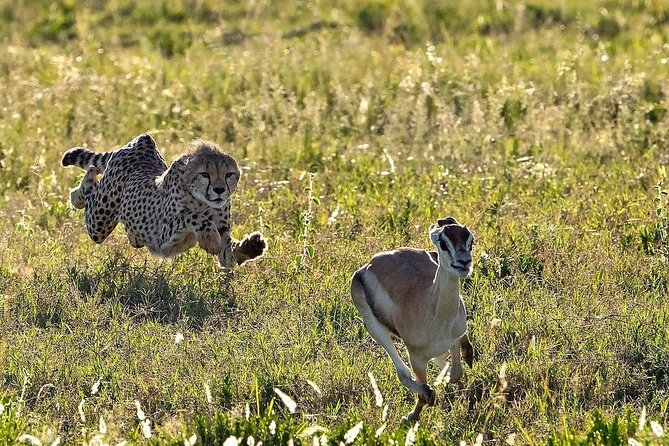 4-Day Northern Tanzania Camping Tour Safari - Sunrise in Serengeti is worth the early alarm