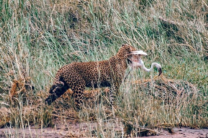4-Day Northern Tanzania Camping Tour Safari - Ngorongoro Crater delivers a concentrated wildlife day