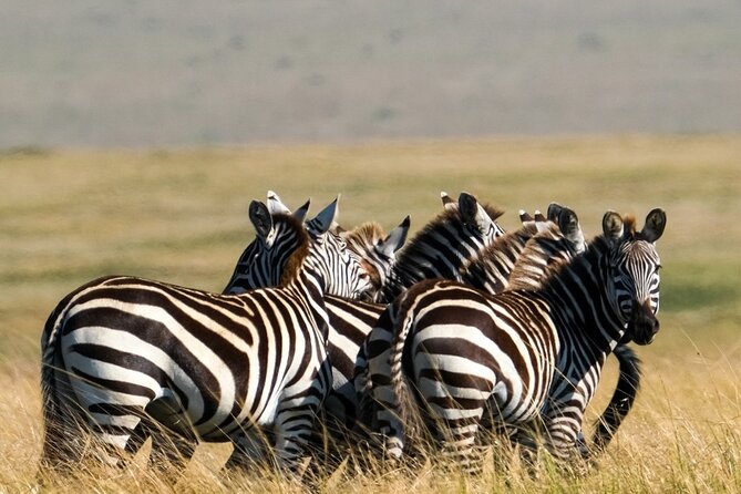 4-Day Northern Tanzania Camping Tour Safari - What the $1,040 price really covers