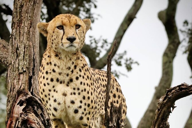 4-Day Northern Tanzania Camping Tour Safari - The small group helps, but this is still a shared safari