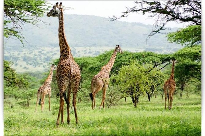 4 Day Private Camping Safari in Serengeti,Ngorongoro and Tarangire National Park - Day 3: Seronera, kopjes, and the search for leopard