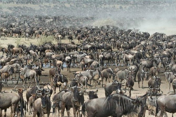 4 Day Private Camping Safari in Serengeti,Ngorongoro and Tarangire National Park - What the $1,700 price covers