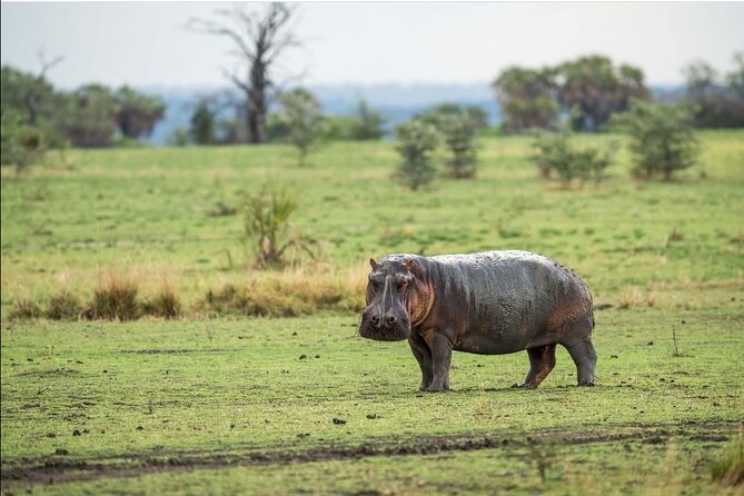 4-Day Private Lake Natron and Serengeti Wildlife Safari - Arusha to Lake Natron, a dramatic first day