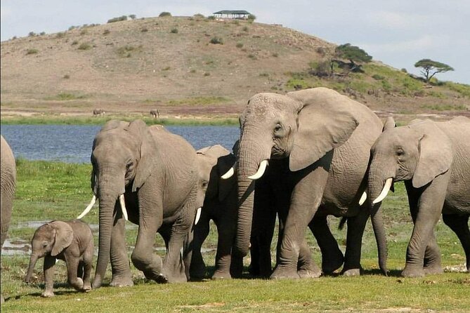 4-Day Private Lake Natron and Serengeti Wildlife Safari - Lake Manyara, elephants, flamingos, and tree-climbing lions