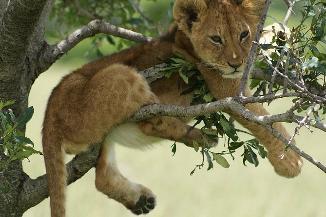 4-Day Private Lake Natron and Serengeti Wildlife Safari - Guide service and communication