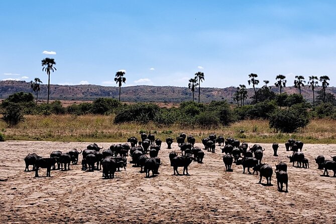 4-Day Private Lake Natron and Serengeti Wildlife Safari - Who should book this safari?