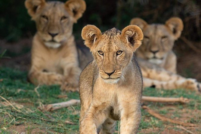 4-Day Private Lodge Safari Tanzania - Day 1: Elephants and dry-country scenery in Tarangire