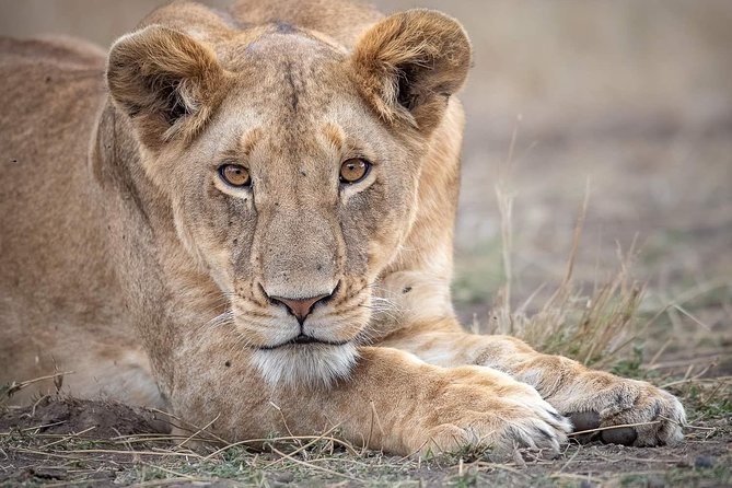 4-Day Private Lodge Safari Tanzania - Life inside the 4x4 Land Cruiser
