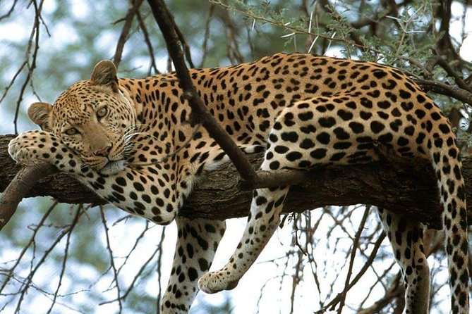 4-Day Private Lodge Safari Tanzania - Lodges, meals, and what is included