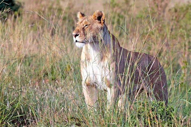 4-Day Private Lodge Safari Tanzania - Who should choose this four-day route?