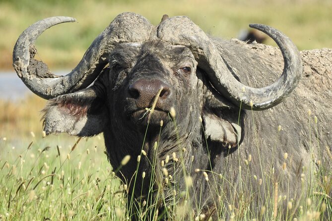 4 Day Private Tour in Tanzania - What makes this safari worth considering