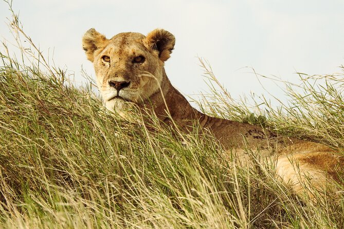 4 Day Private Tour in Tanzania - From Arusha to the open Serengeti