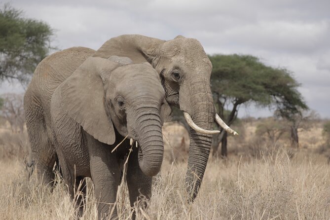 4 Day Private Tour in Tanzania - Ngorongoro Crater, a compact wildlife finale