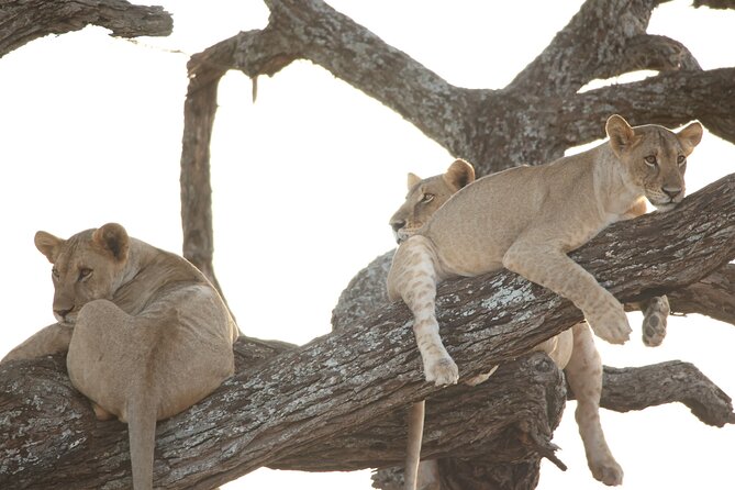 4 Day Private Tour in Tanzania - Two nights in Seronera, the safari’s strongest section