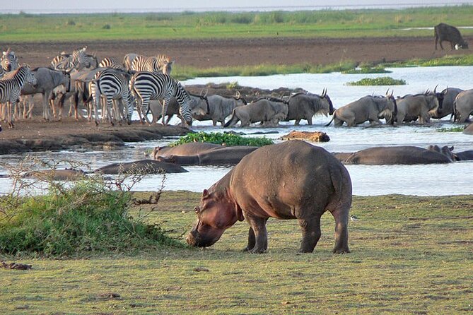 4 Day Private Tour Throughout Tarangire, Serengeti and Ngorongoro - Key Things To Know Before You Book