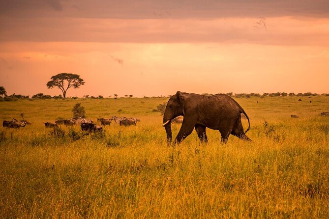 4 Day Private Wilderness Safari in Arusha - Day 4: Inside the Ngorongoro Crater