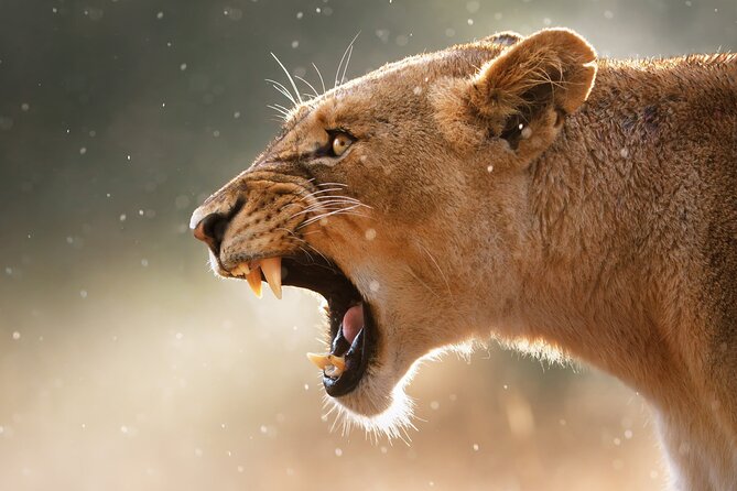 4 Day Private Wilderness Safari in Arusha - Day 2: The long road to the Serengeti