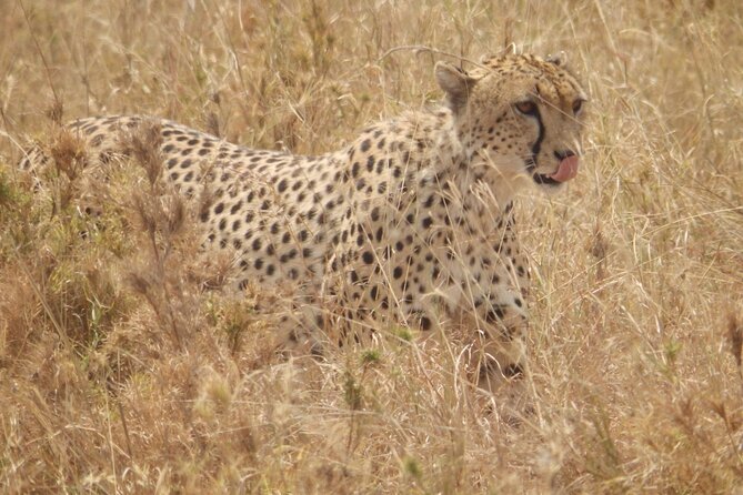 4-Day Safari from Arusha: Tarangire, Serengeti and Ngorongoro - Day 1: Tarangire’s elephants and baobab country