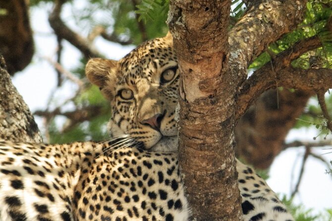 4-Day Safari from Arusha: Tarangire, Serengeti and Ngorongoro - Day 3: A morning drive and the move toward Ngorongoro