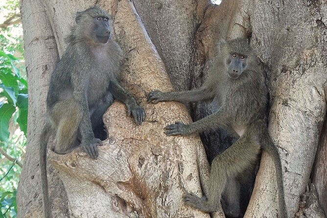4-Day Safari from Arusha: Tarangire, Serengeti and Ngorongoro - What the private 4x4 adds to the experience