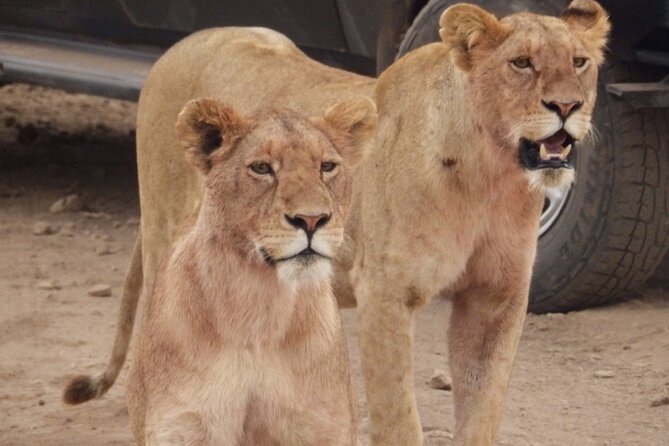 4-Day Safari from Arusha: Tarangire, Serengeti and Ngorongoro - What the $1,753.34 price really covers