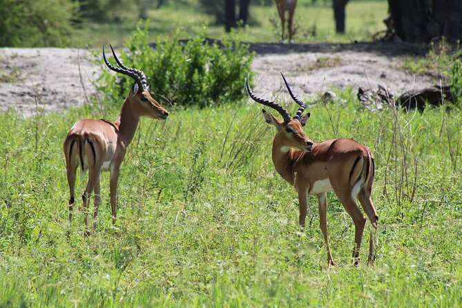 4-Day Safari in Tarangire, Serengeti & Ngorongoro (Mid-range) - Why this four-day route works