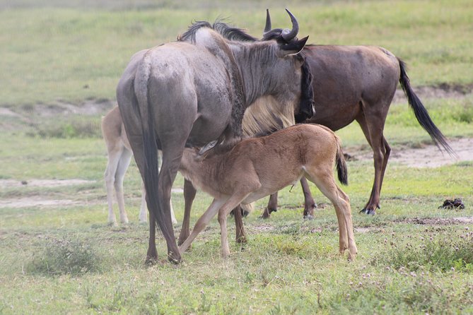 4-Day Safari in Tarangire, Serengeti & Ngorongoro (Mid-range) - Day 2: The long road to the Serengeti