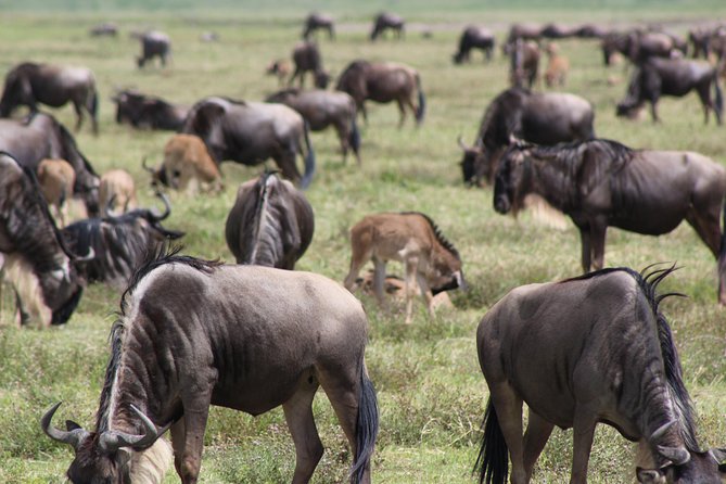 4-Day Safari in Tarangire, Serengeti & Ngorongoro (Mid-range) - Day 3: A full Serengeti day before Ngorongoro