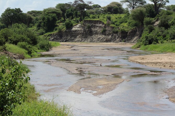 4-Day Safari in Tarangire, Serengeti & Ngorongoro (Mid-range) - Day 4: Into Ngorongoro Crater