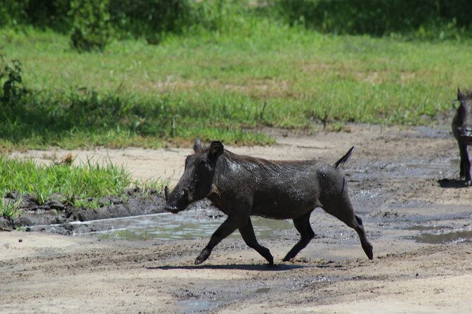 4-Day Safari in Tarangire, Serengeti & Ngorongoro (Mid-range) - Wildlife chances and the role of the guide
